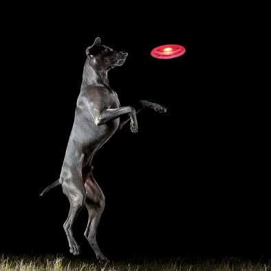 Frisbee Lumineux pour Chien – Jouez sans limites, même la nuit